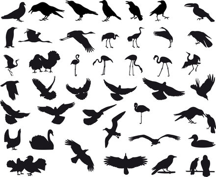 Big Collection Of Birds