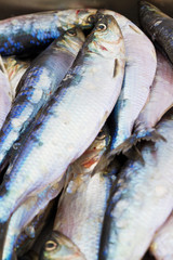 Fresh shad fish in seafood market
