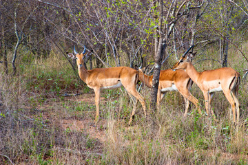 antelopes