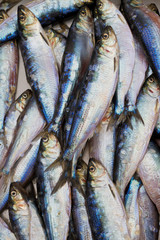 Fresh shad fish in seafood market