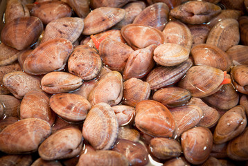 fresh clams at a fish market