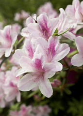 Closeup of Pale Pink Azaleas
