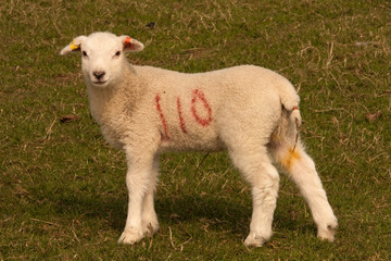 Lamb standing in field