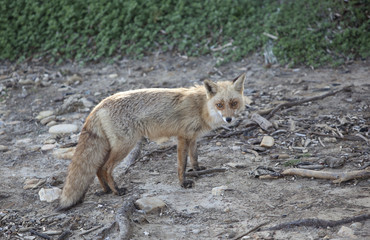 Fox