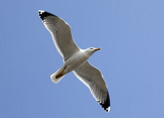 Gull flying
