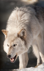 Snarling Arctic Wolf