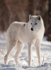 Arctic Wolf