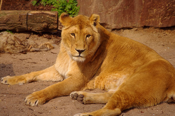 Fototapeta na wymiar Lion female is lying down in rest