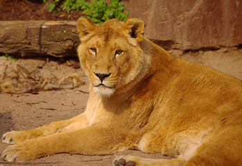Obraz na płótnie Canvas Lion female is lying down in rest