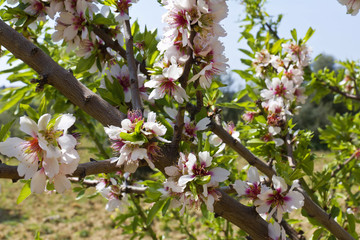 Il mandorlo in fiore