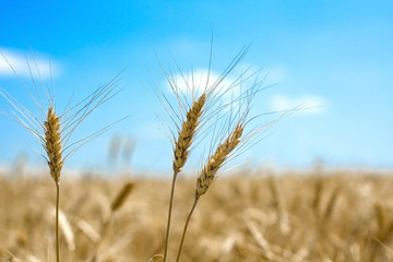 Пшеница Wheat