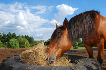 Pferd Heu fressend