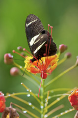 borboleta Flor Macro