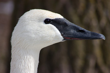 A face of white swan