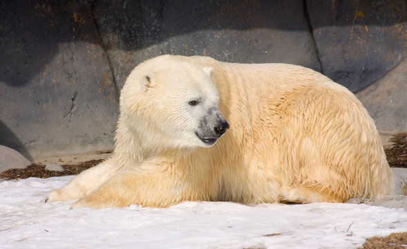 Polar bear after lunch