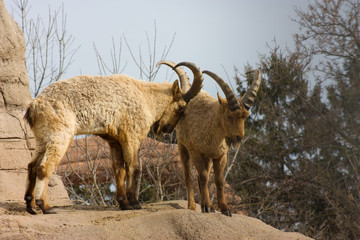 Male mountain goats fighting for dominance