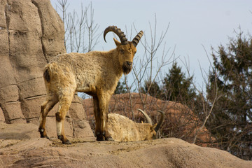 Mountain goats walking way