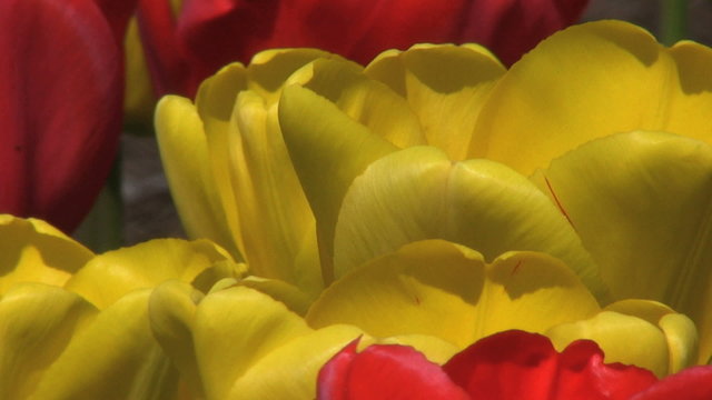 Red And Yellow Tulips - Extreme Close Up