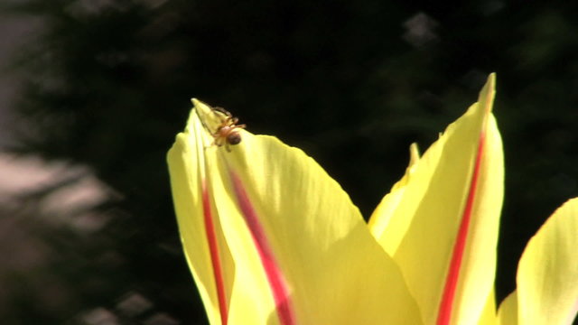 Spider Explores Flower