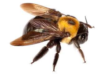 isolated bee