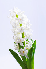 Flower  white Hyacinth
