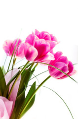 Obraz premium Flower tulips