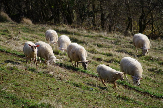 troupeau de moutons