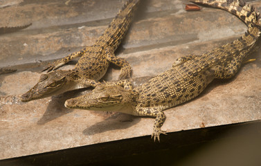 two crocodiles