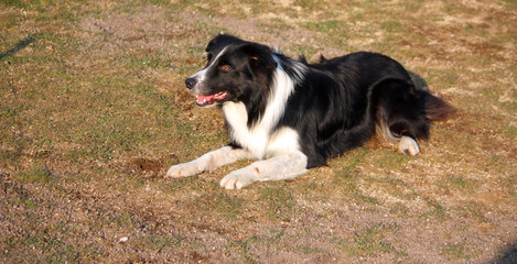 Border Collie Agility Dog