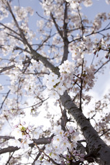 cherry blossom