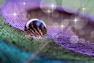 Water drop on peacock feather with bokeh light effect