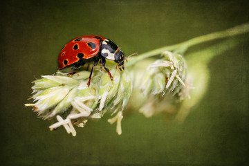 Ladybird on antique grunge textured background