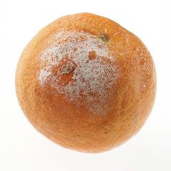 moisissure sur une orange