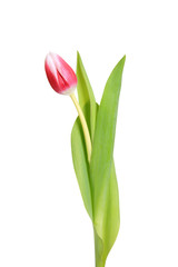 Tulpe