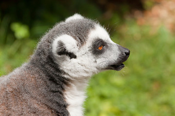 Fototapeta premium ring tailed lemur 5068