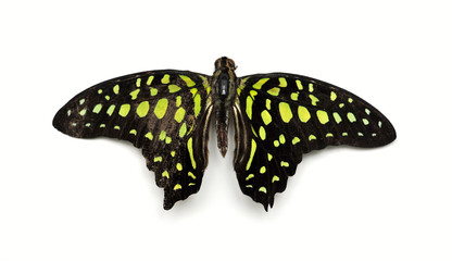 Isolated Butterfly