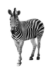 Zoo single  burchell zebra isolated on white background