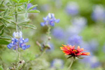 Indian Blanket and Bluebonnet Texas wildflowers