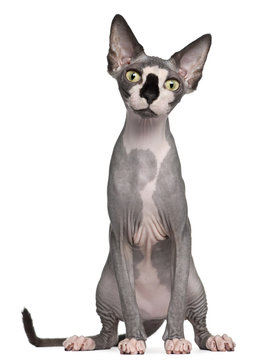 Sphynx cat, 8 months old, sitting in front of white background