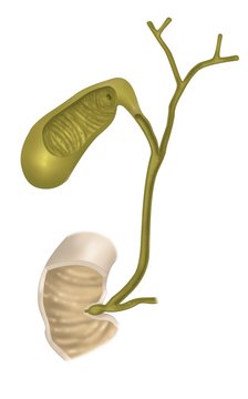 Gallenlase ge&ouml;ffnet