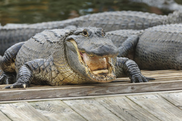 Alligator