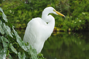 Great Egret
