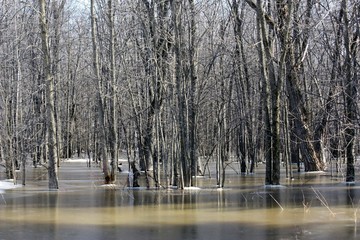 inondation dans un boisé au printemps