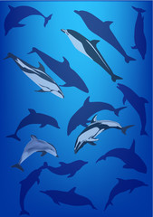 Fototapeta premium set of dolphins on blue