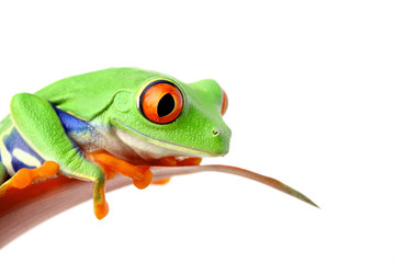 Naklejka premium frog on leaf isolated on white
