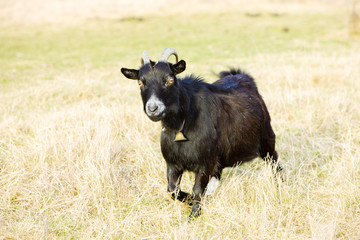 goat, Vermont, USA