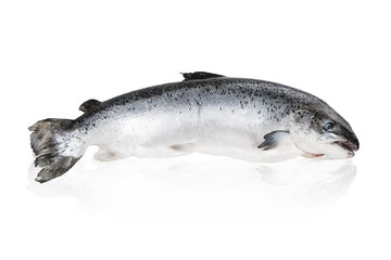 Salmon.