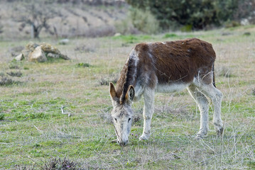 Burro pastando en el campo.