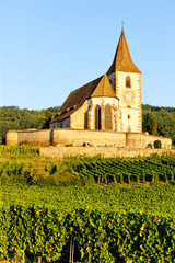 Fototapeta na wymiar church with vineyard, Hunawihr, Alsace, France