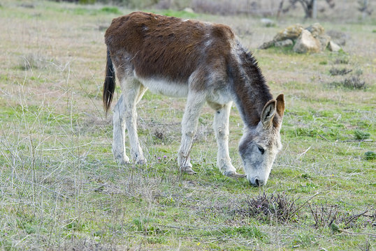 Burro comiendo hierba.